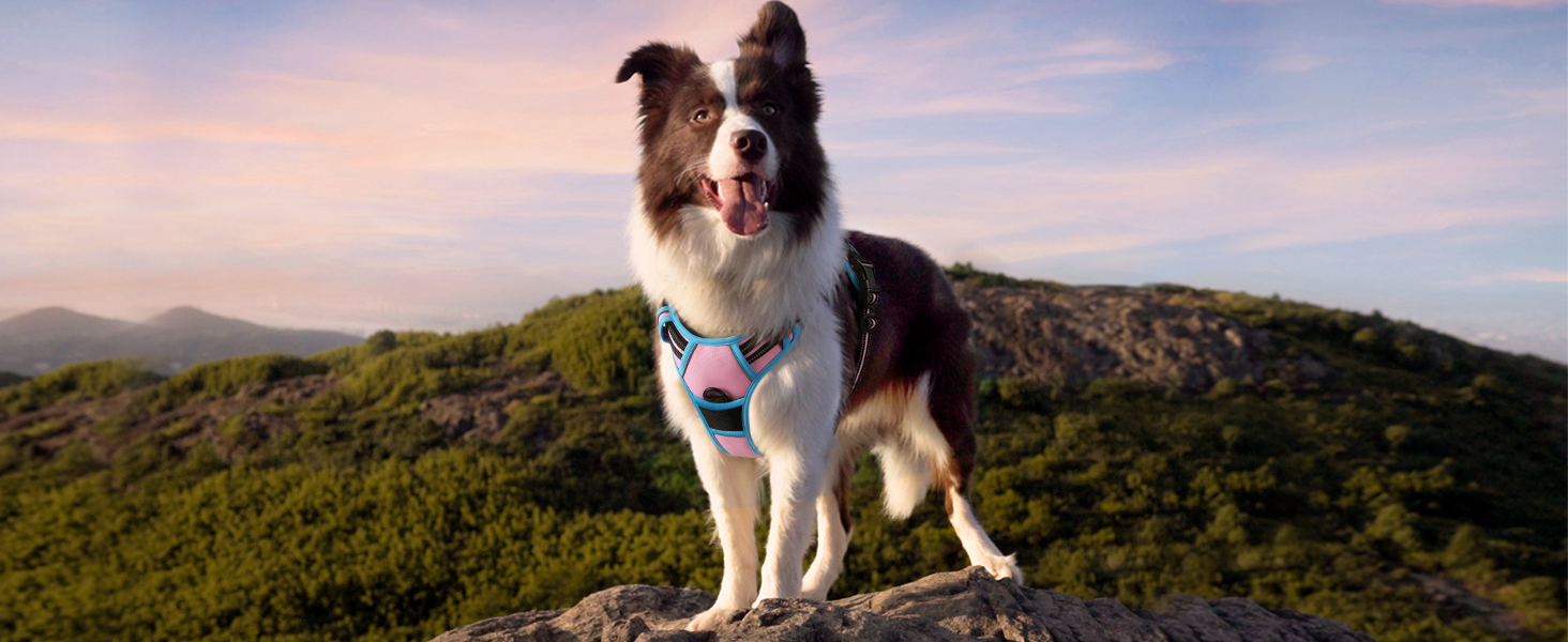 A sheepdog stands on a hill with a pink sky that matches his pink and blue colorblocked No Pull Dog Harness, making him extra cute!