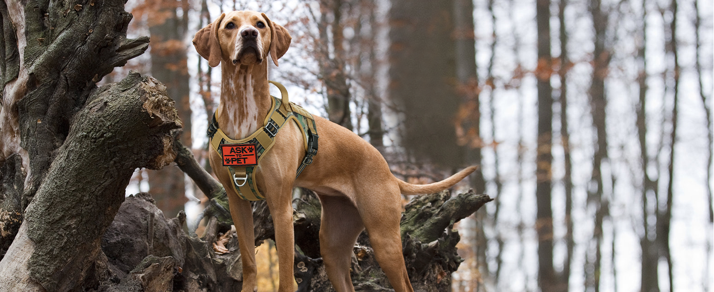 In the forest in late fall, a brown dog wearing a Rabbitgoo Brown camo tactical dog harness stands majestically like an army dog.