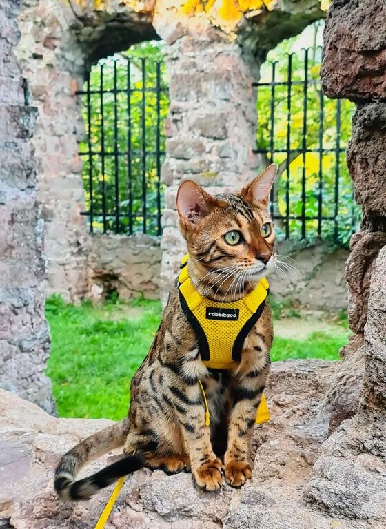 Rabbitgoo Adjustable Cat Harness and Leash Set - Yellow