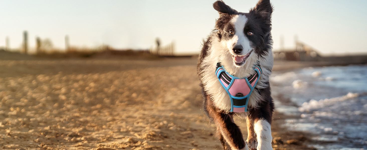 A cute sheepdog in a pink & blue no pull dog harness runs along the beach with the setting sun.