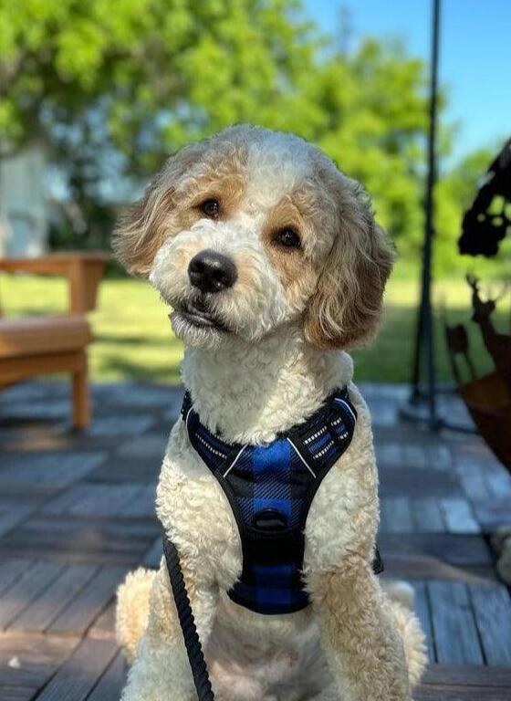 Rabbitgoo Plaid Dog Harness for Large Dogs - Checkered Blue