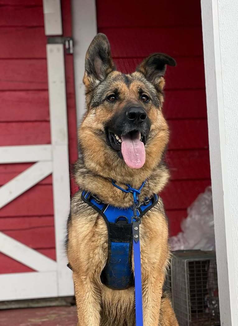 Rabbitgoo No Pull Dog Harness - Dazzling Blue 