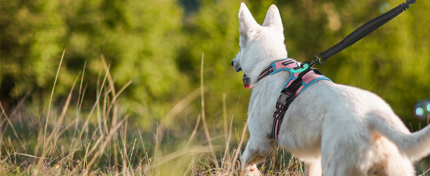 Rabbitgoo Multicolored No Pull Dog Harness‘s back D-ring display