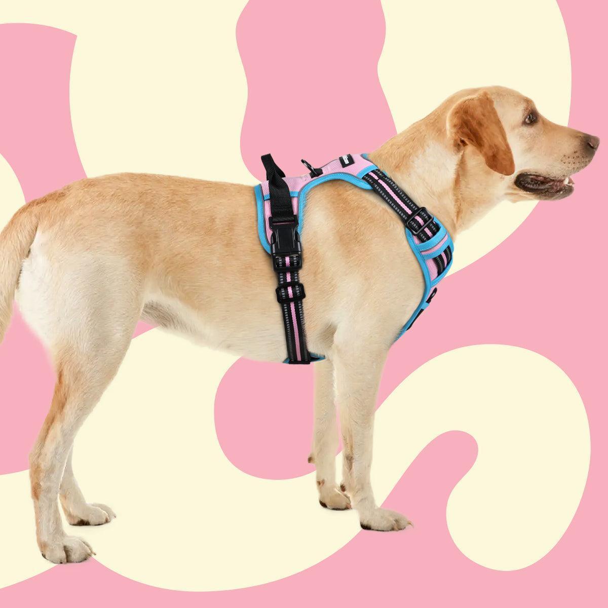 Rabbitgoo Multicolored No Pull Dog Harness - Pink & Blue
