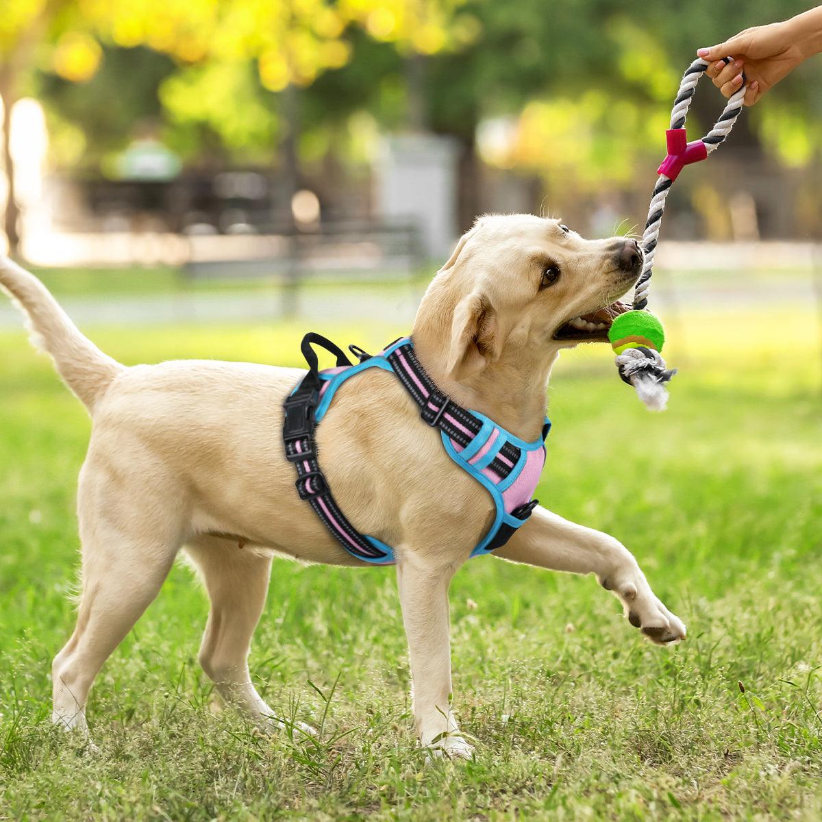 Rabbitgoo Multicolored No Pull Dog Harness - pink & blue