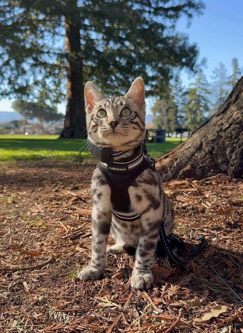 Rabbitgoo Escape Proof Cat Harness and Leash Set, with Reflective Strip - Black