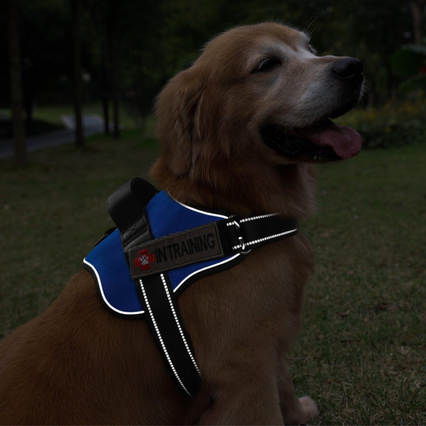 Easy Walk Dog Harness with One Easy-Fit Buckle - Blue 