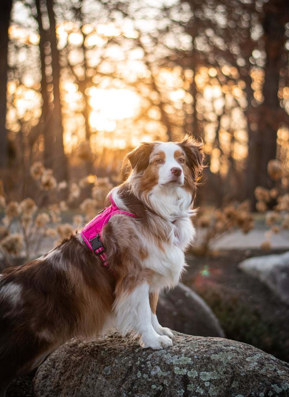 Colorful Escape Proof Tactical Dog Vest Harness - Rose Red 