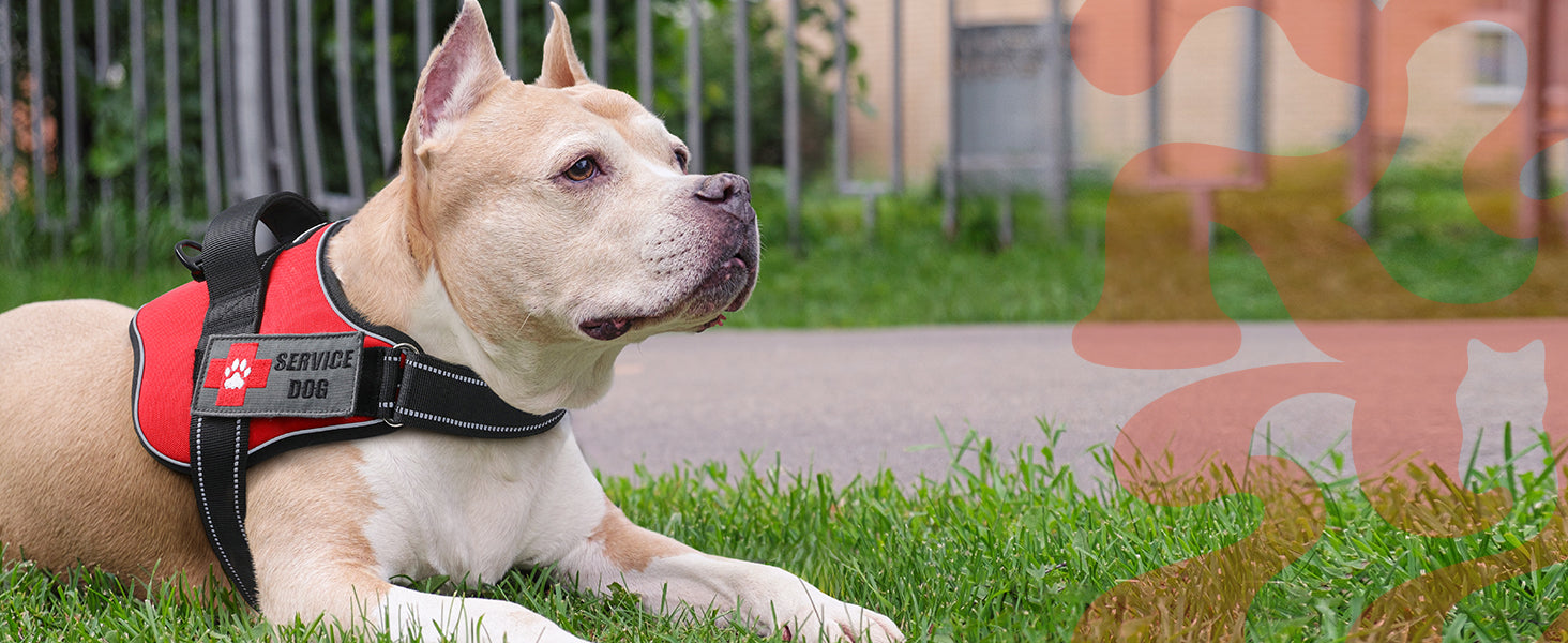 A large dog is at work wearing a Rabbitgoo Easy Walk Dog Harness. He has a “service dog” patch on his harness and is lying on the lawn, looking straight ahead.