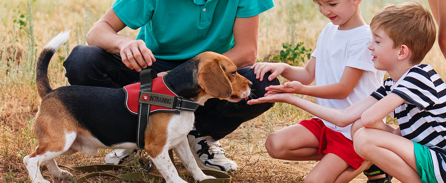 A cute Beagle in training wearing a Rabbitgoo Easy Walk dog harness is interacting with the kids.