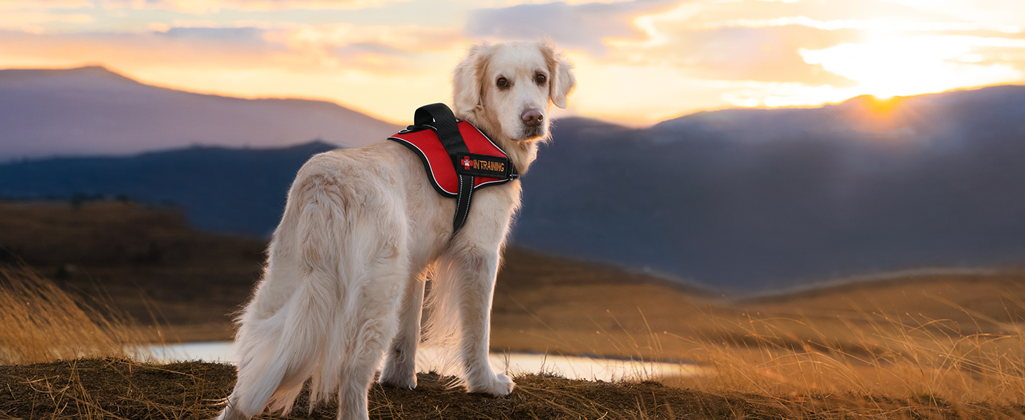 A large Golden Retriever wearing a Rabbitgoo easy walk dog harness stands on a hillside enjoying the sunset.