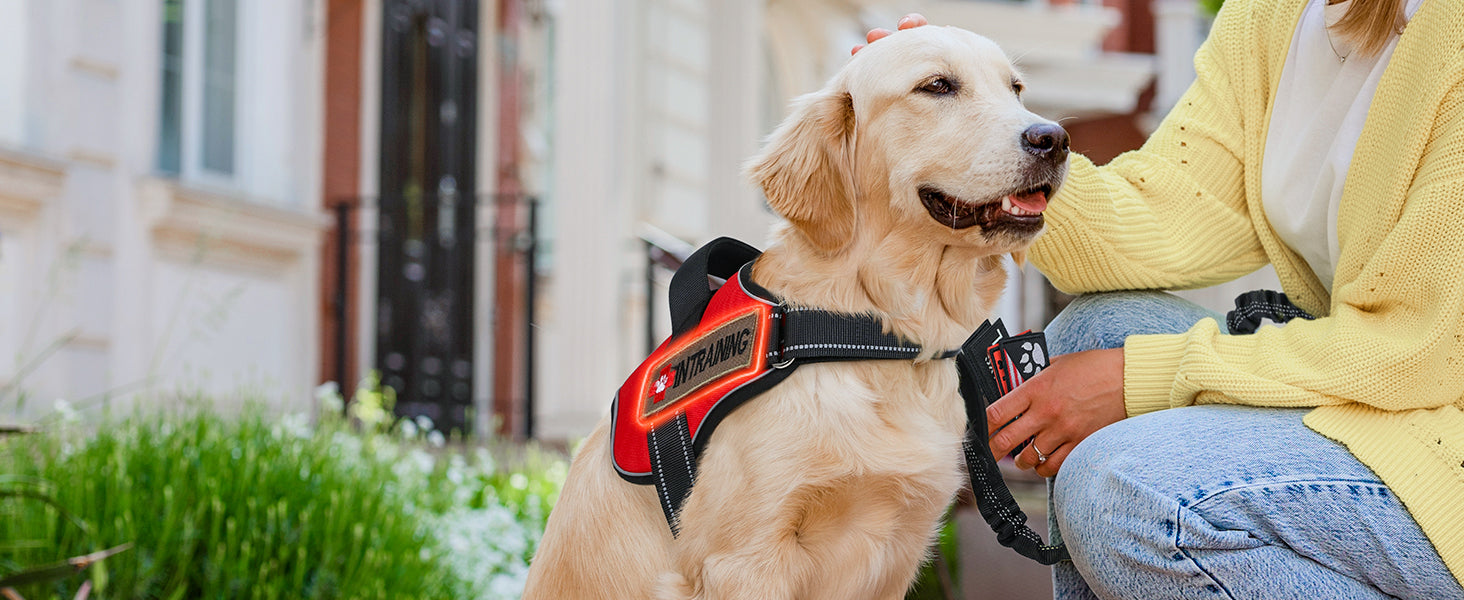 Rabbitgoo Easy Walk Dog Harness with One Buckle's Personalized Molle System on display.