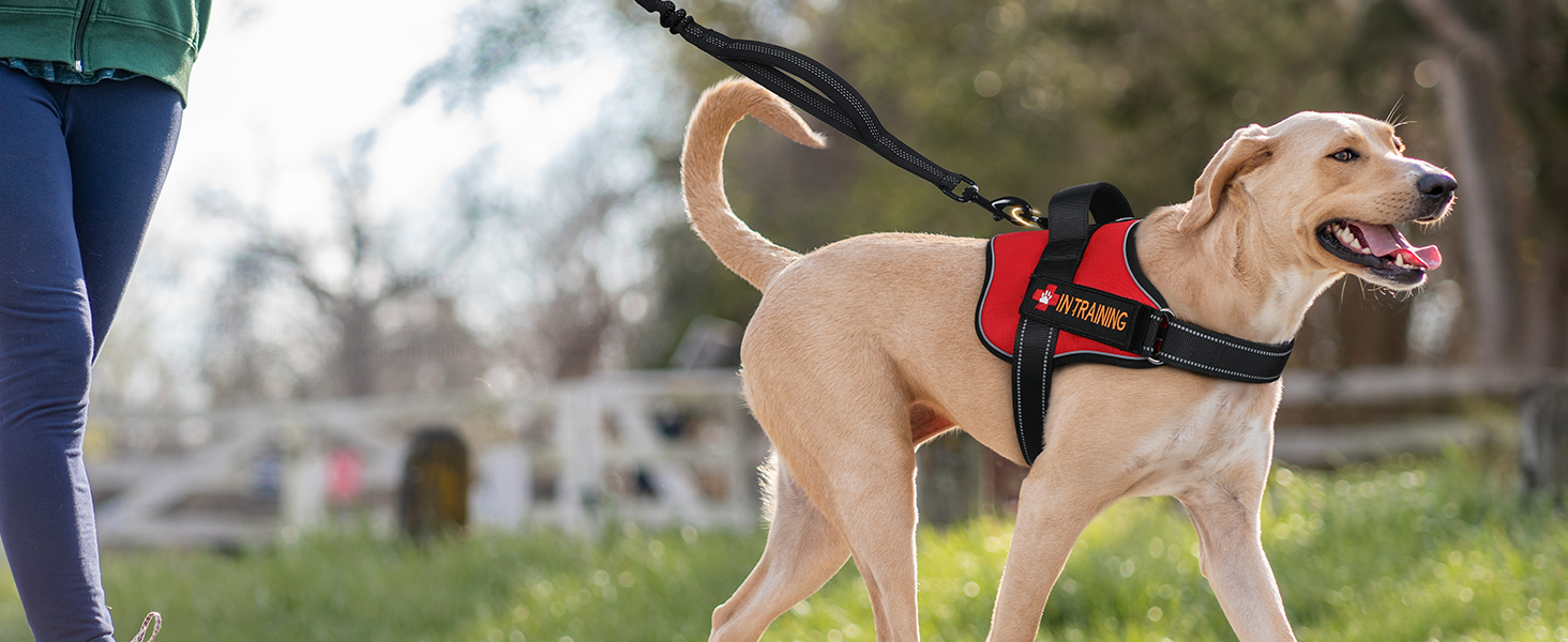 Rabbitgoo Easy Walk Dog Harness with One Buckle's back ring display.