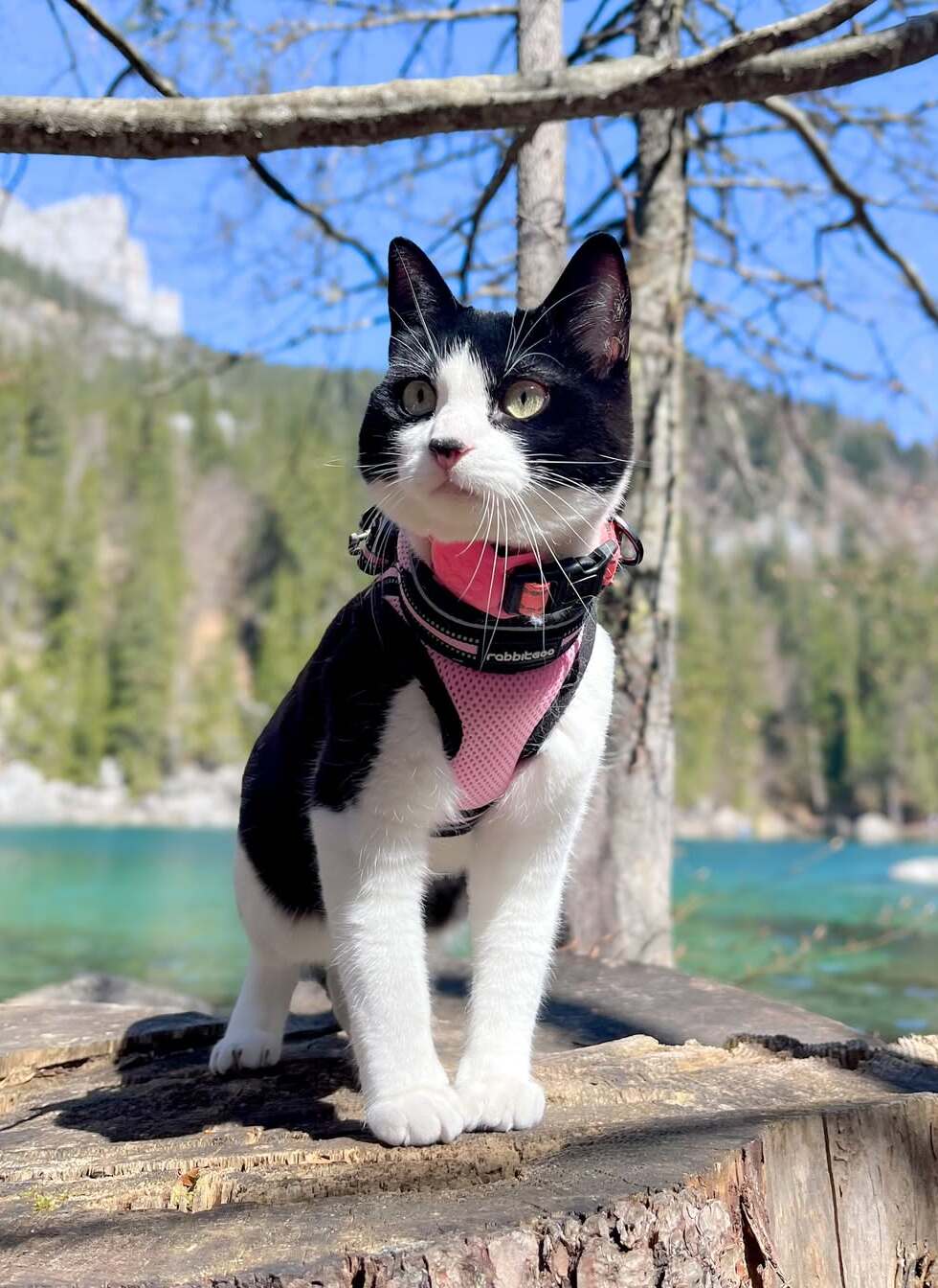 Rabbitgoo Escape Proof Cat Harness and Leash Set, with Reflective Strip - Pink