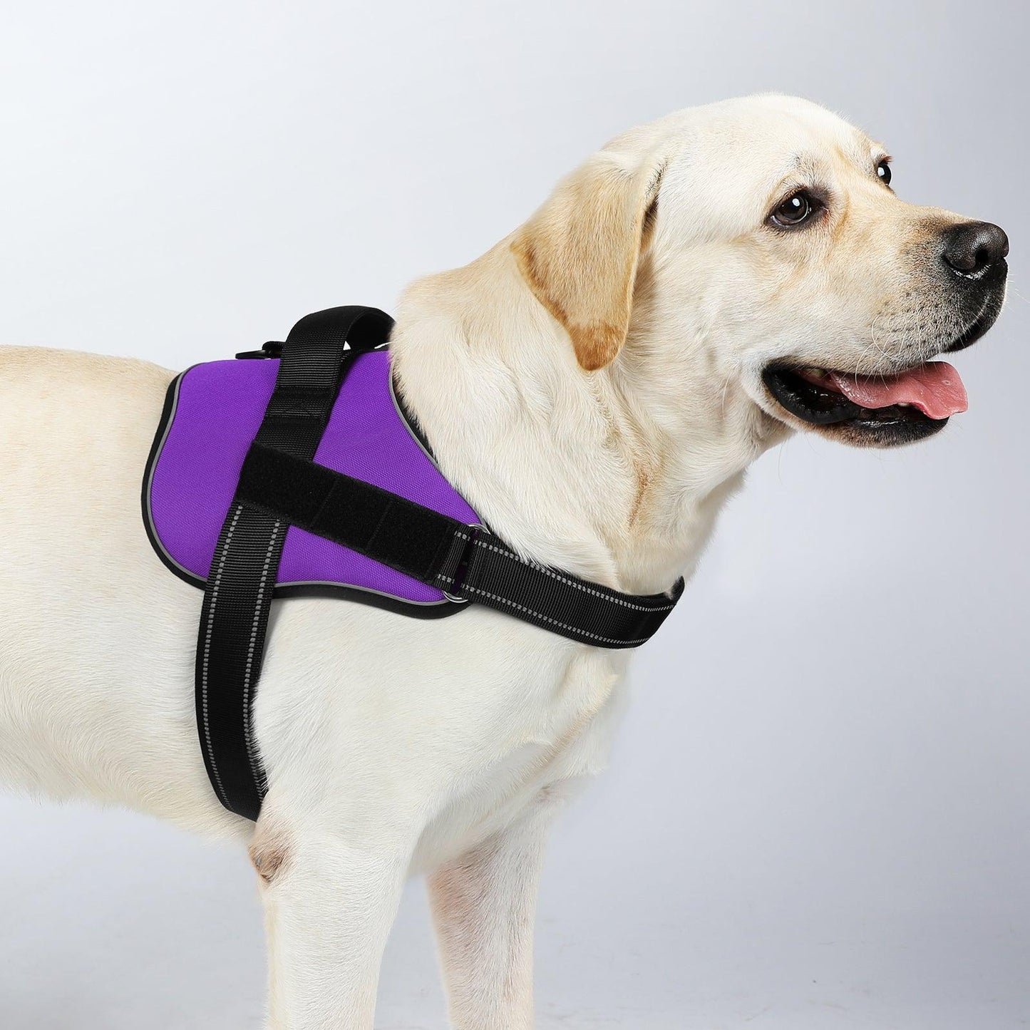 Easy Walk Dog Harness with One Easy-Fit Buckle - Purple 