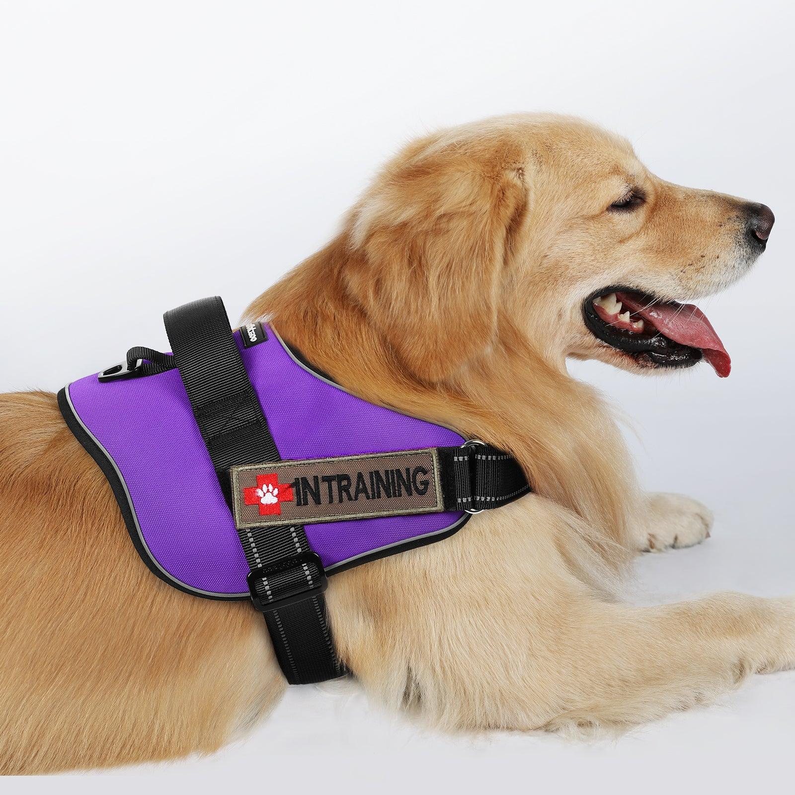 Easy Walk Dog Harness with One Easy-Fit Buckle - Purple 