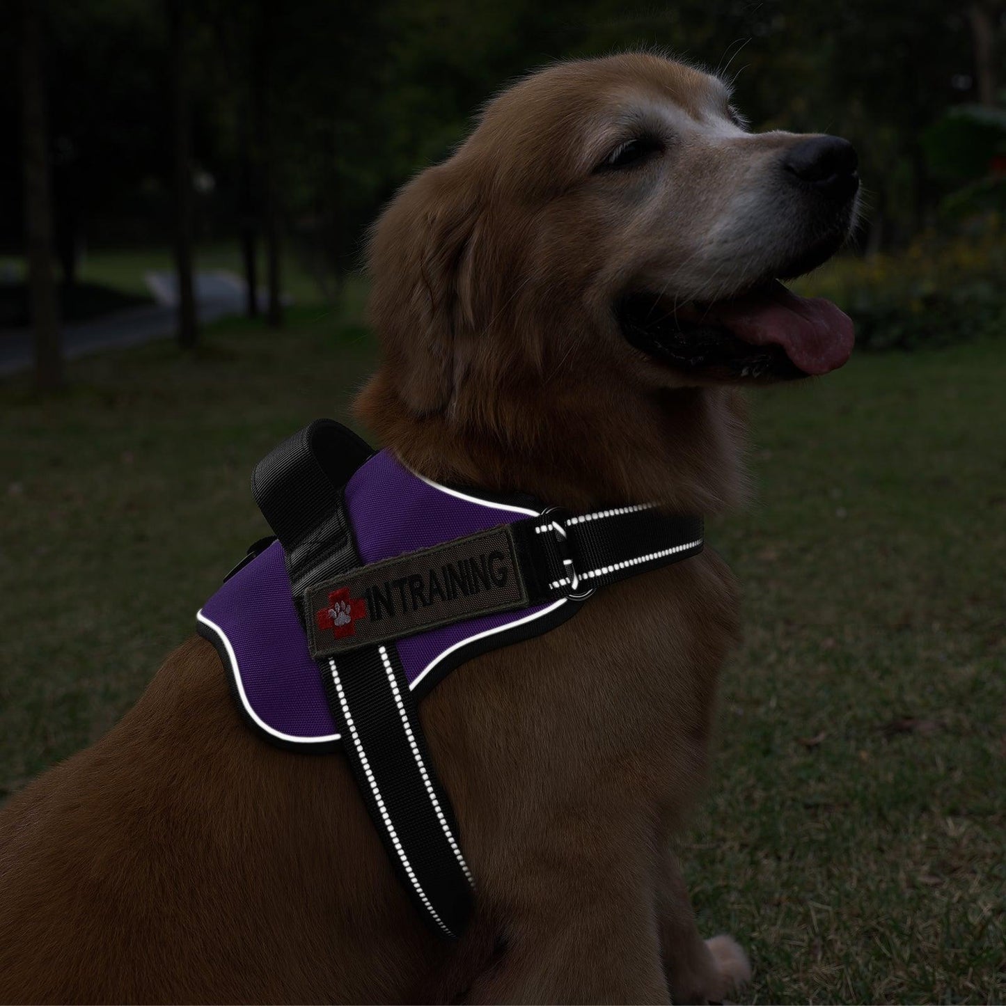 Easy Walk Dog Harness with One Buckle - Purple