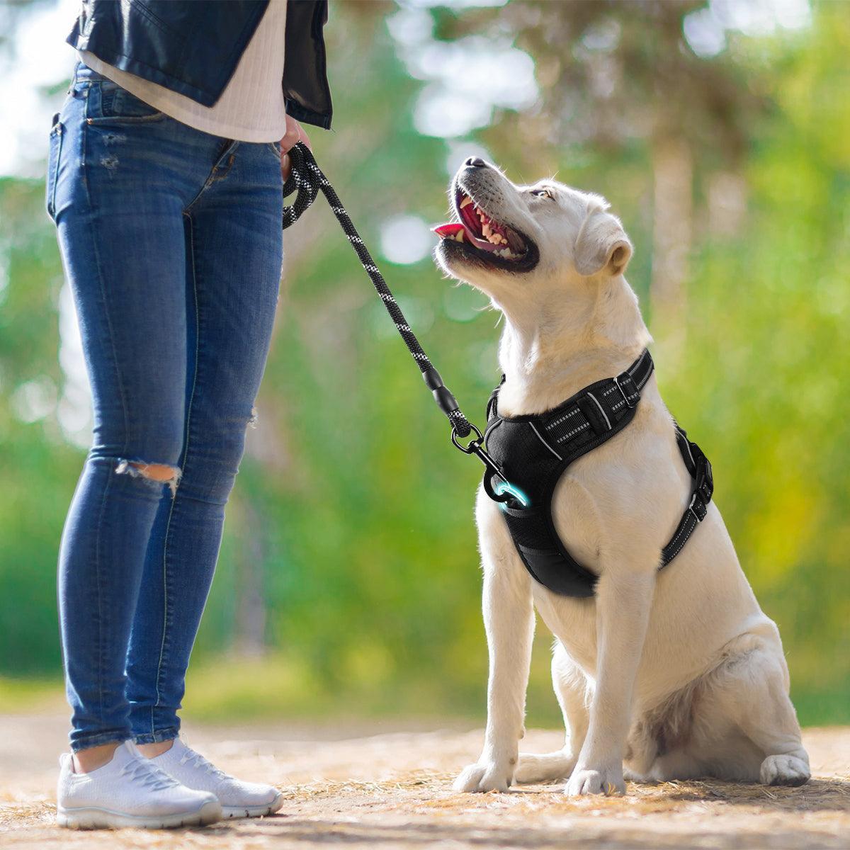 Walking Leash For Dogs That Best No Pull Dog Collar Canny Collar