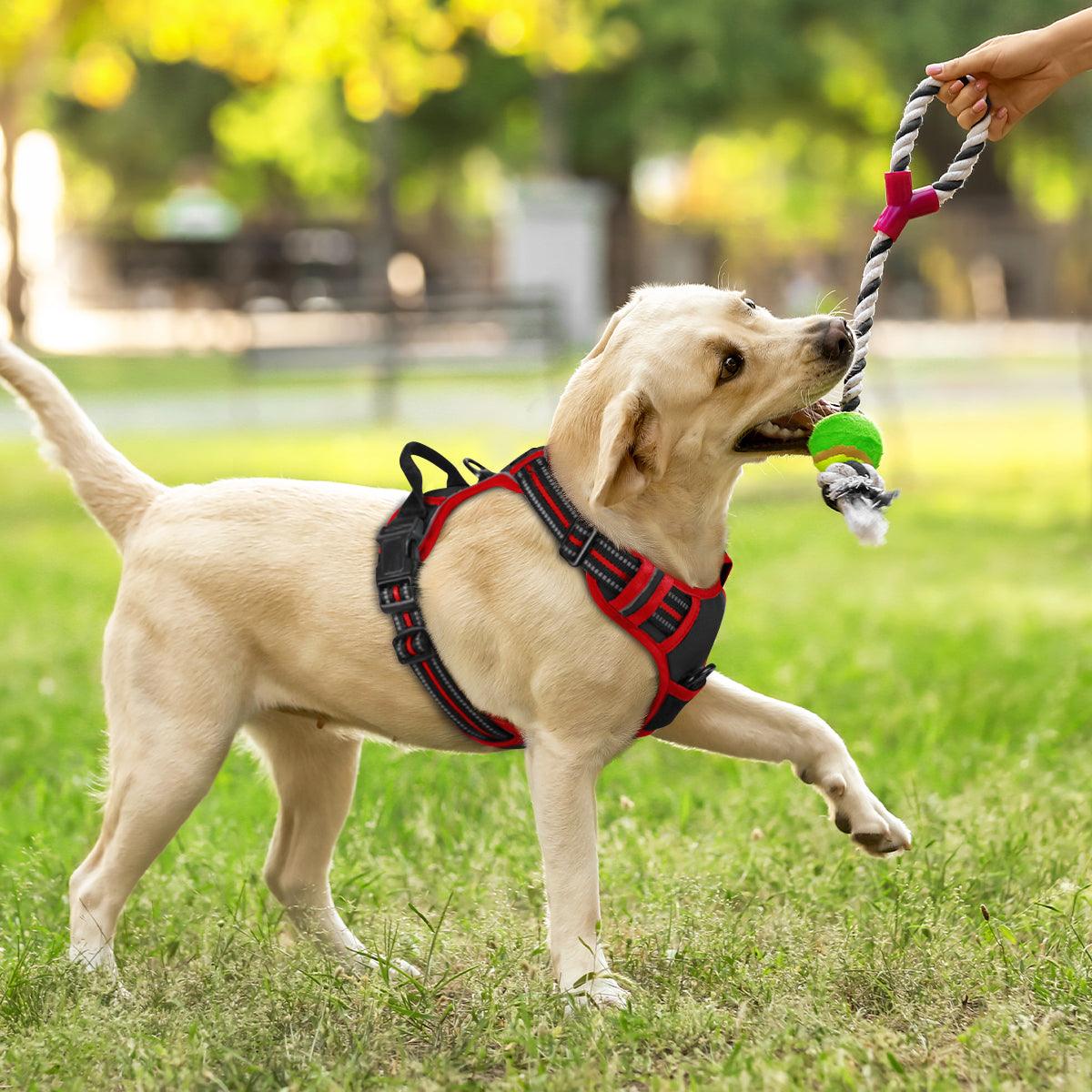 Rabbitgoo Multicolored No Pull Dog Harness - Black & Red