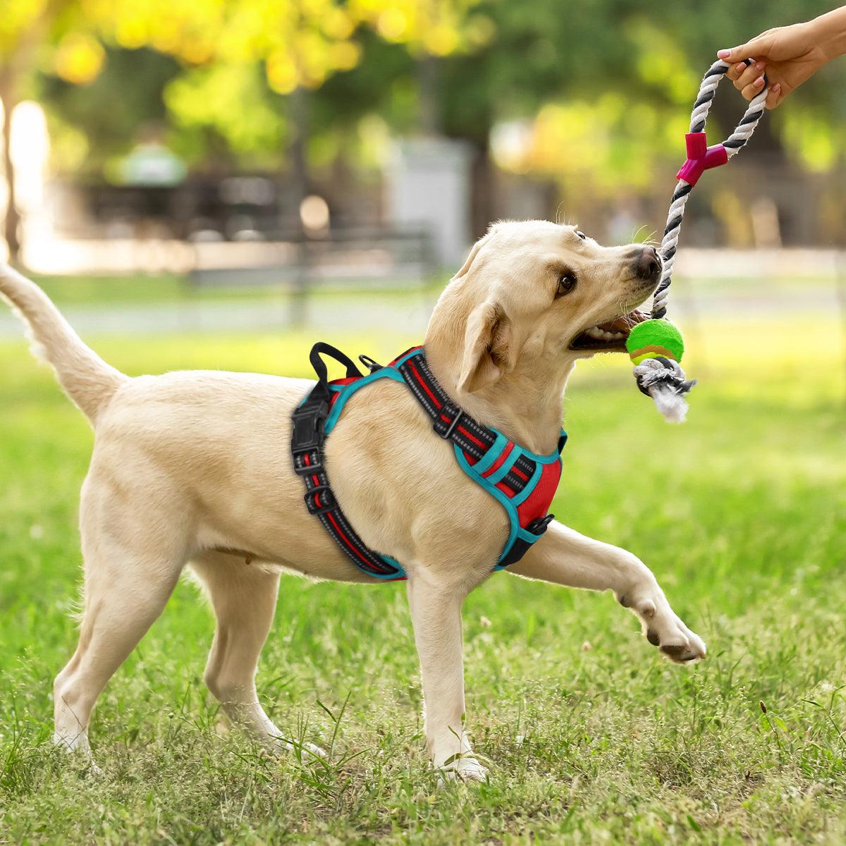 Rabbitgoo Multicolored No Pull Dog Harness - Red & Teal 