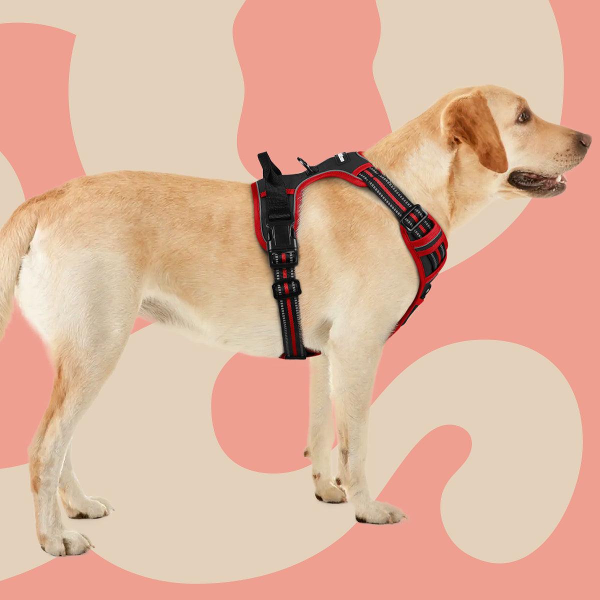 Rabbitgoo Multicolored No Pull Dog Harness - black & red