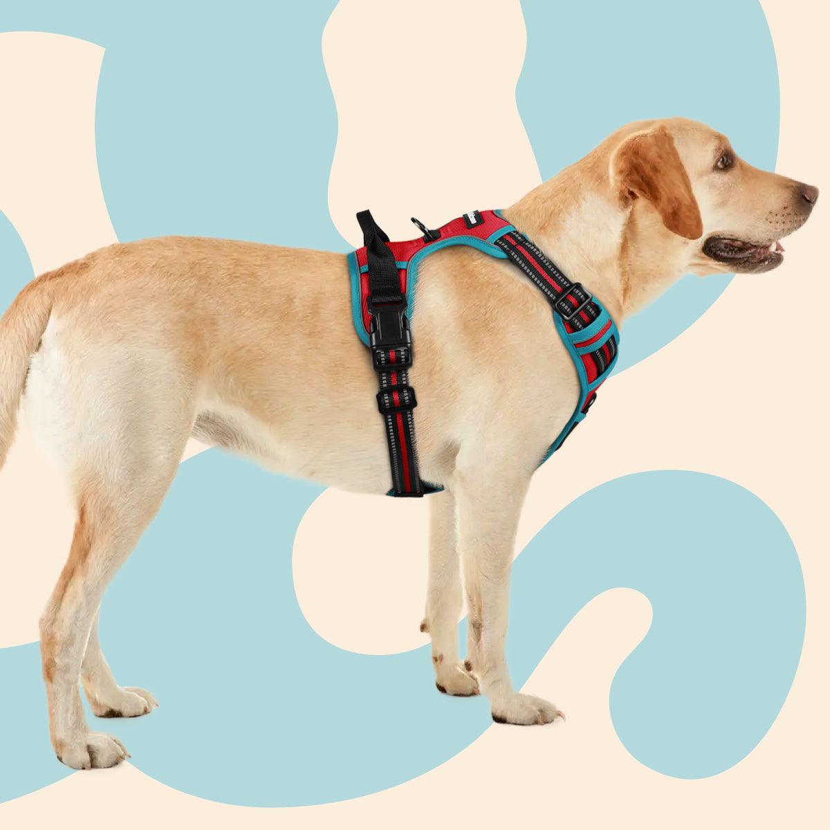 Rabbitgoo Multicolored No Pull Dog Harness - Red & Teal 