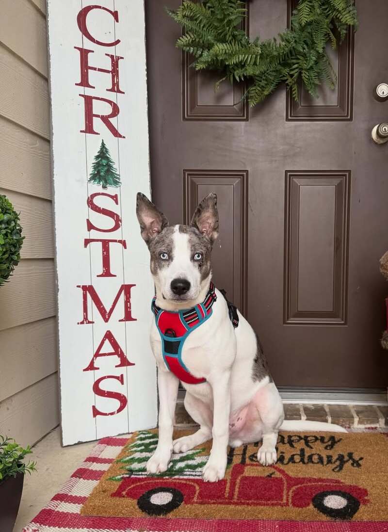 ColorPop Fit No Pull Dog Harness - Red & Teal