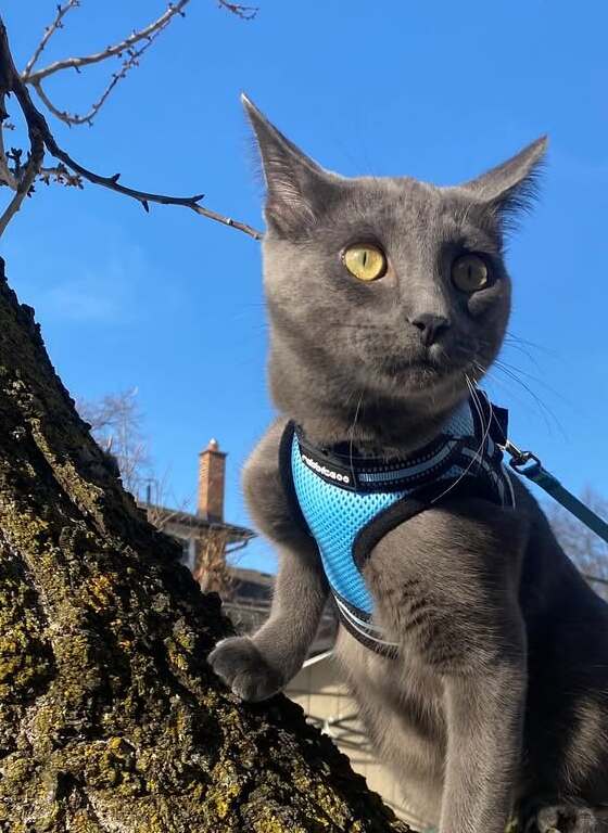 Rabbitgoo Escape Proof Cat Harness and Leash Set, with Reflective Strip - Light Blue
