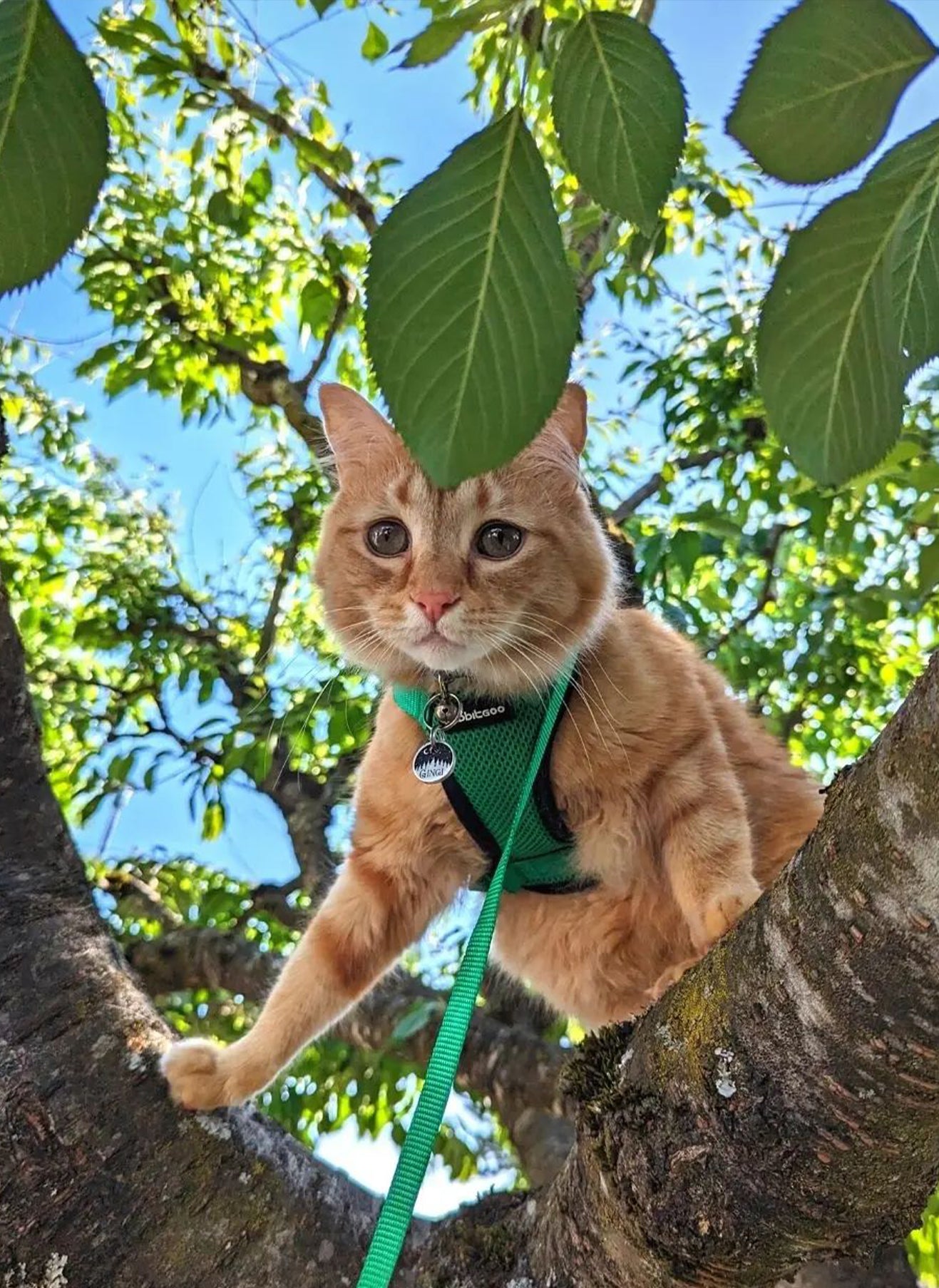 Rabbitgoo Adjustable Cat Harness and Leash Set - Grass Green