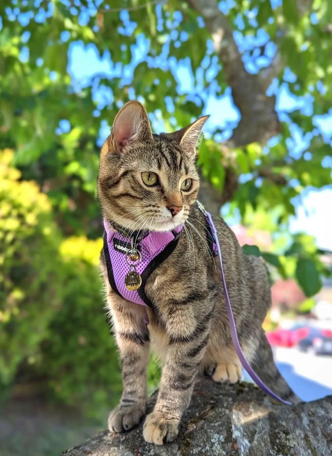 Rabbitgoo Adjustable Cat Harness and Leash Set - Light Purple