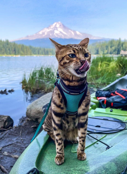 Rabbitgoo Escape Proof Cat Harness and Leash Set - Turquoise