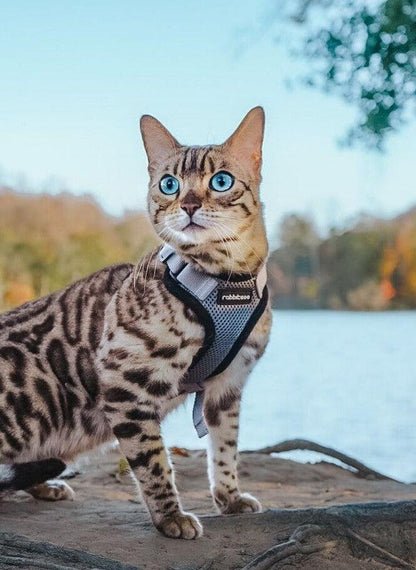 Rabbitgoo Adjustable Cat Harness and Leash Set