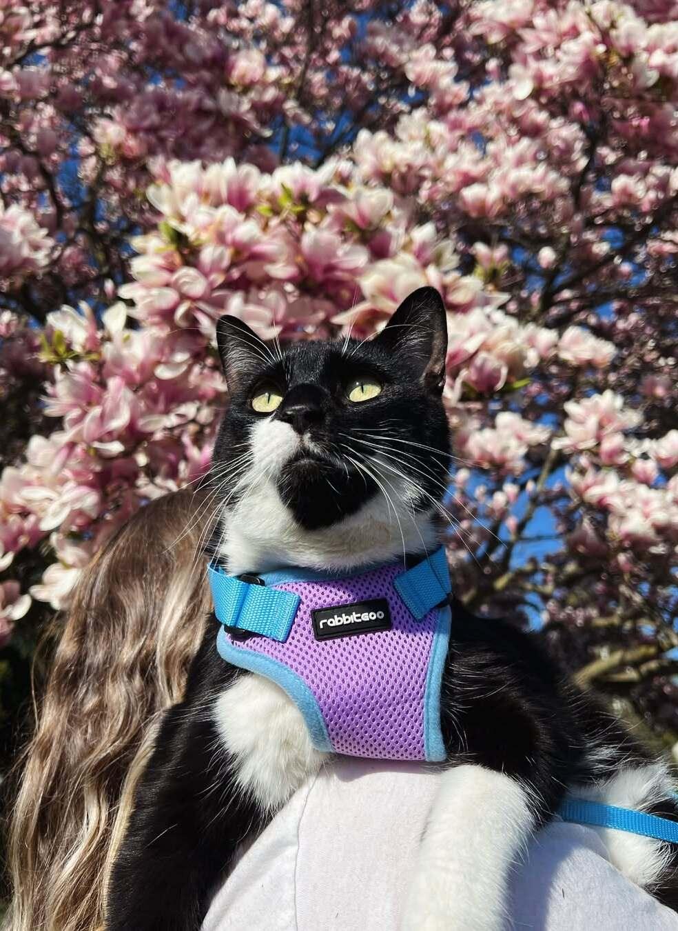 Rabbitgoo 2-tone Adjustable cat harness and leash set - Purple & Blue
