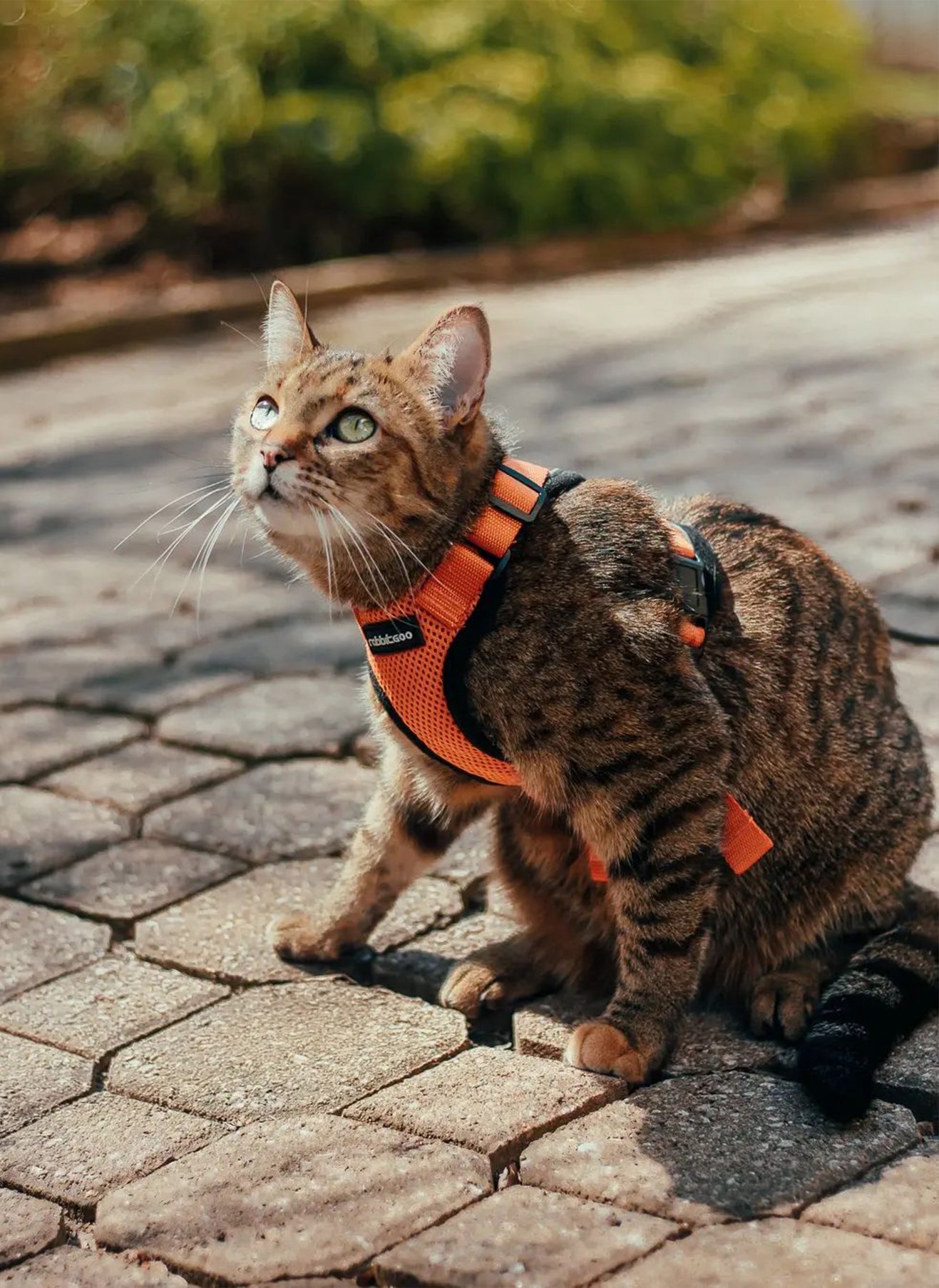 Rabbitgoo Adjustable Cat Harness and Leash Set - Orange