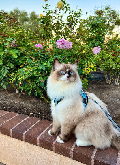 Rabbitgoo Adjustable Cat Harness and Leash Set - Light Blue