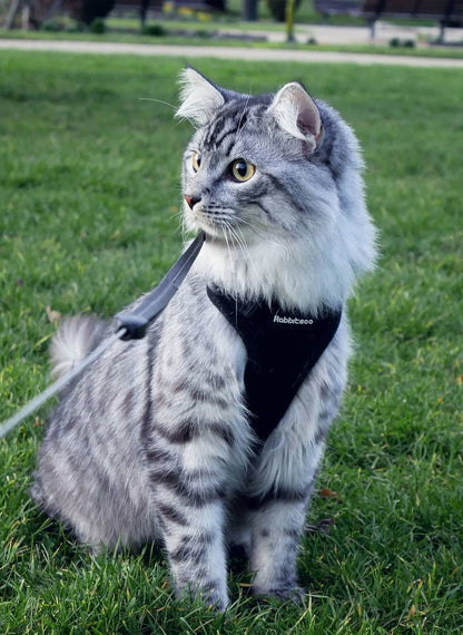 Rabbitgoo Adjustable Cat Harness and Leash Set - Black