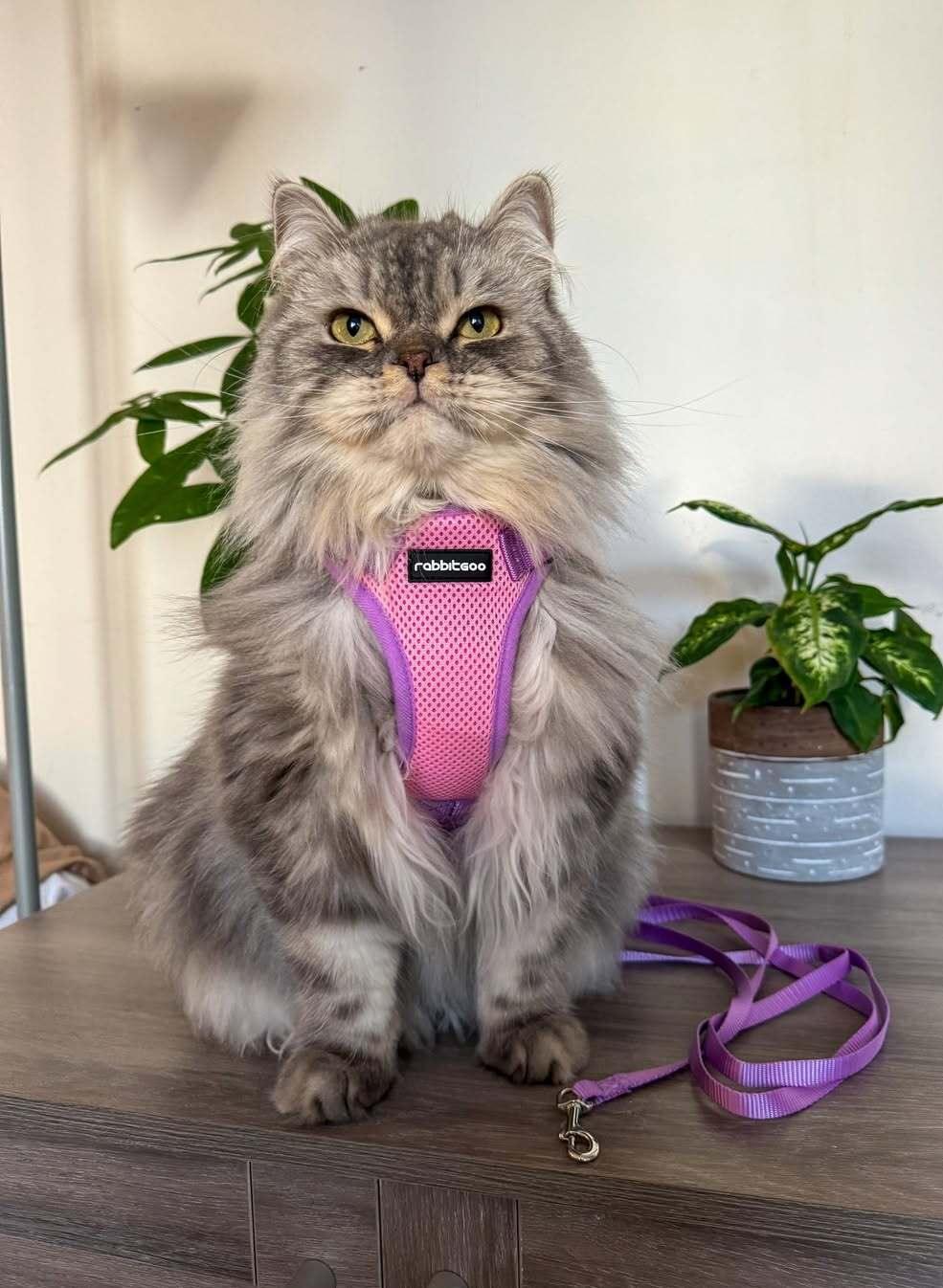 Rabbitgoo 2-tone Adjustable cat harness and leash set - Purple & Pink
