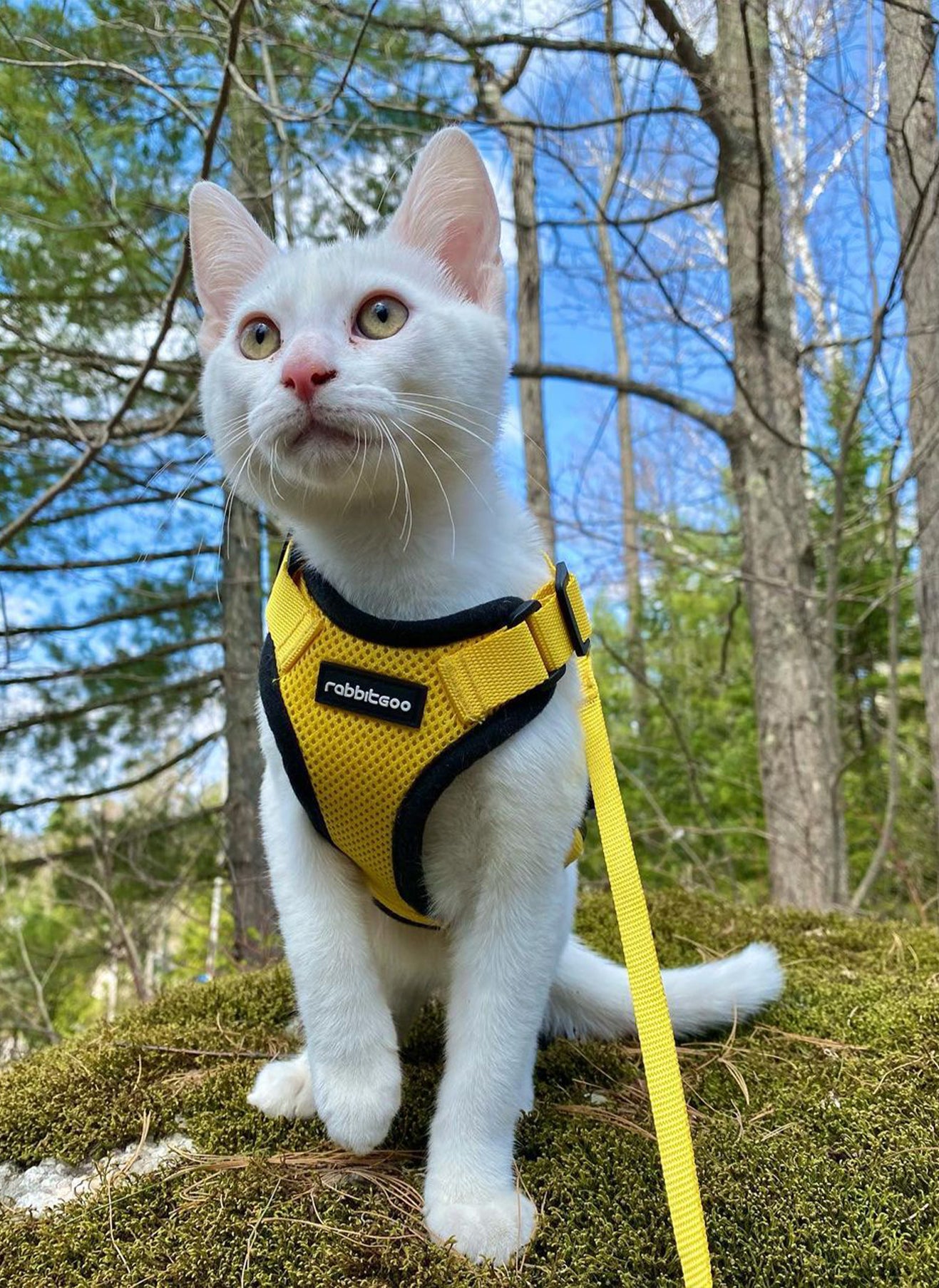 Rabbitgoo Adjustable Cat Harness and Leash Set - Yellow