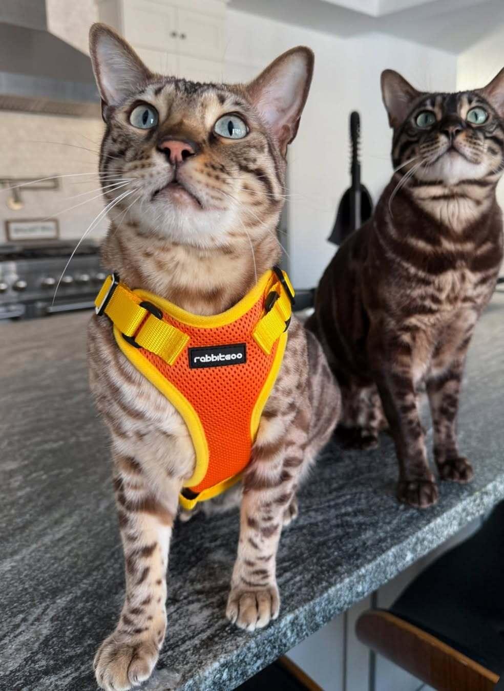 Rabbitgoo 2-tone Adjustable cat harness and leash set - Yellow & Orange