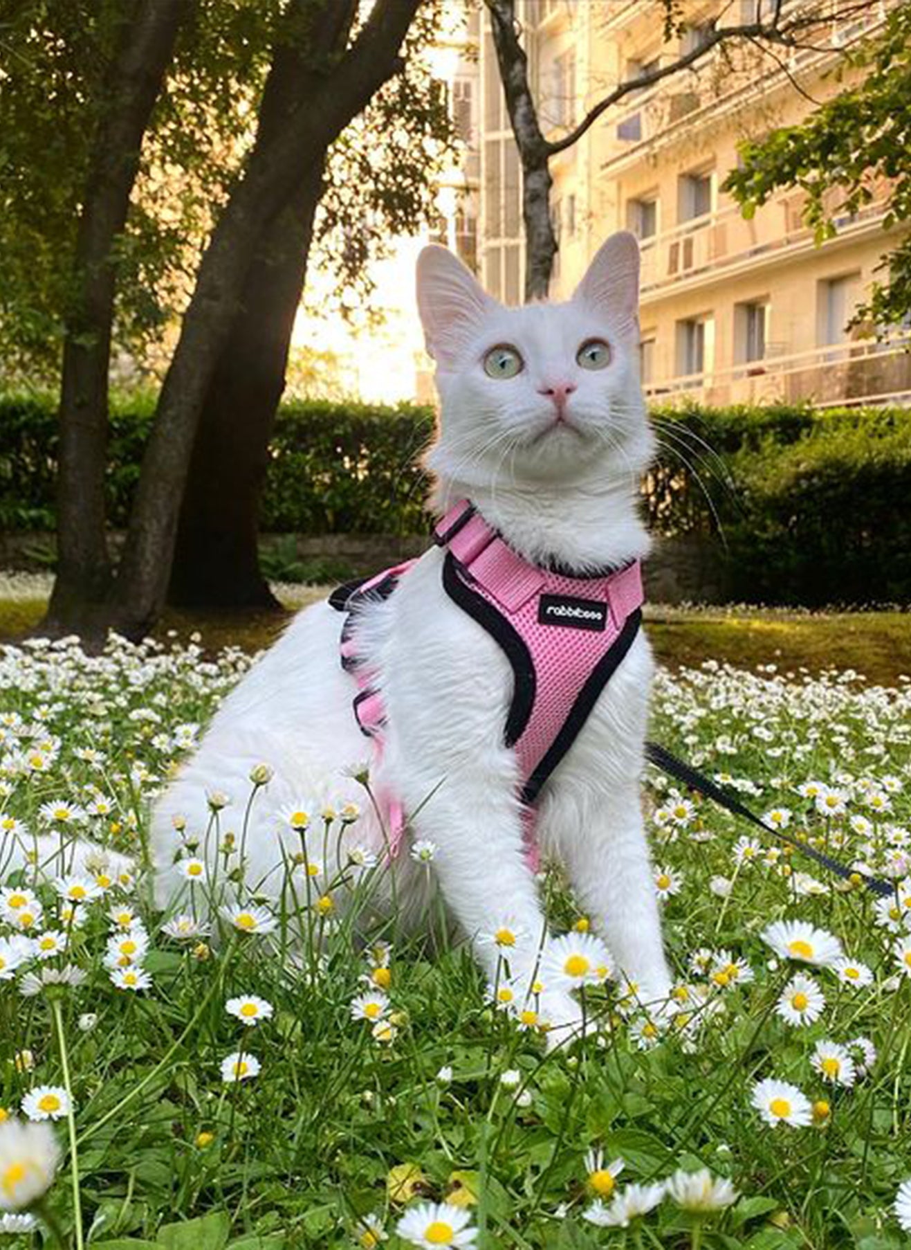 Rabbitgoo Adjustable Cat Harness and Leash Set - Pink