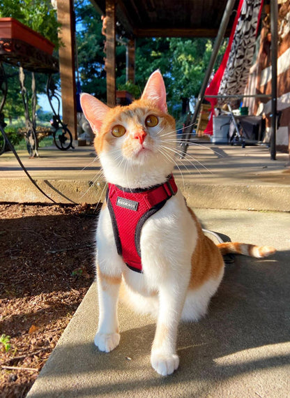 Rabbitgoo Adjustable Cat Harness and Leash Set - Red