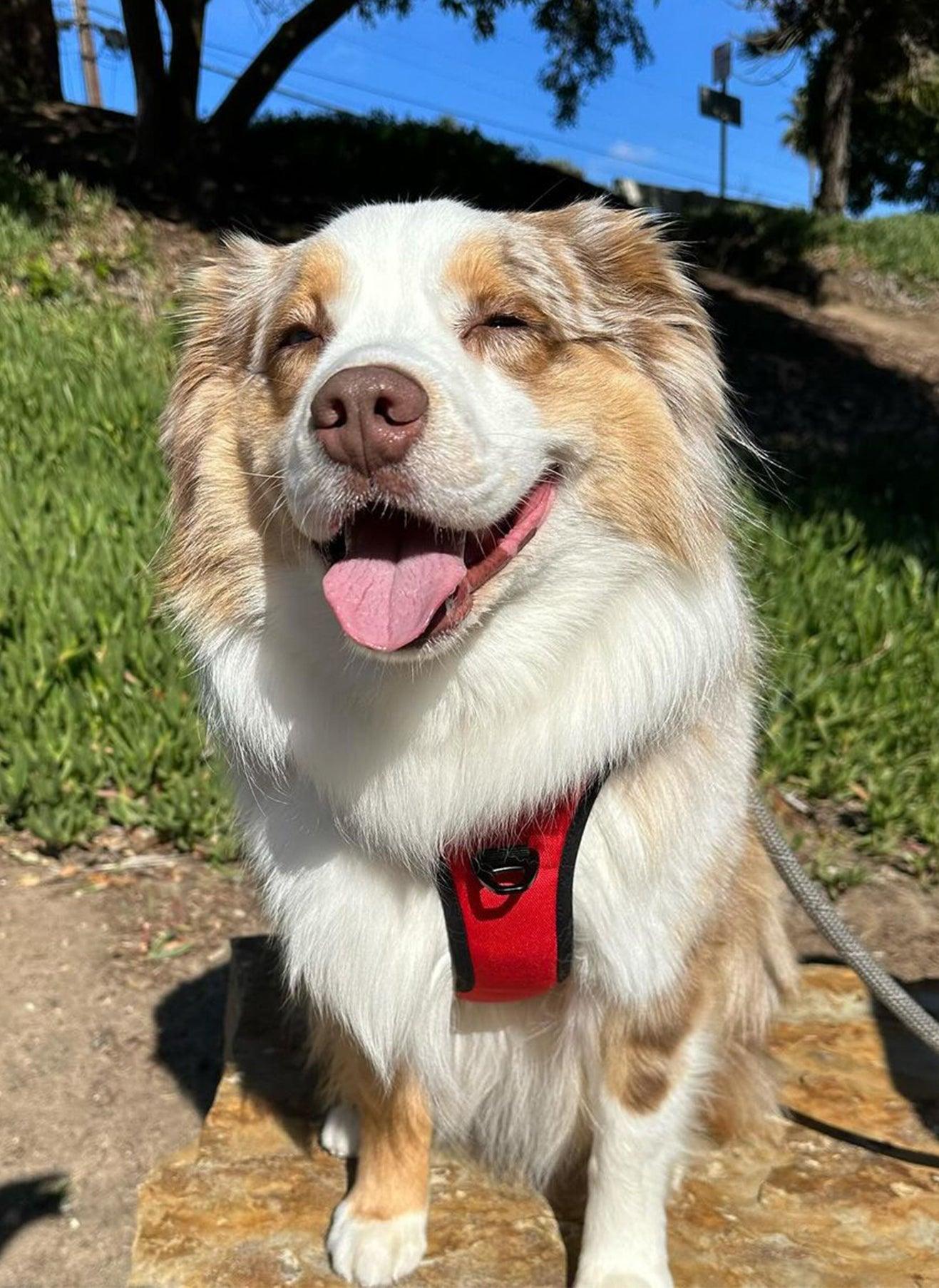 Adjustable Reflective Dog Harness with 3 Buckles - Red 