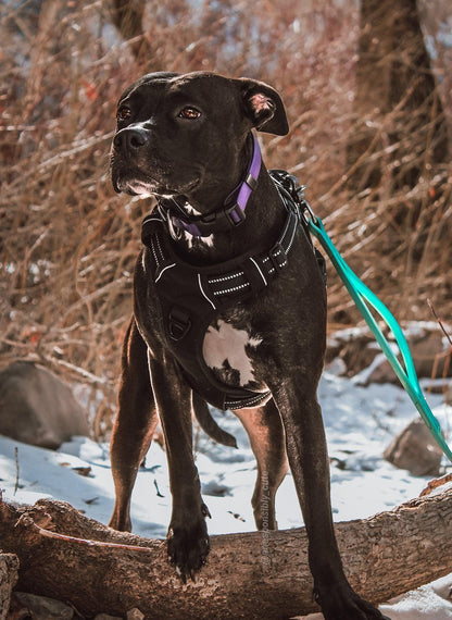 Adjustable Reflective Dog Harness with 3 Buckles - Black 