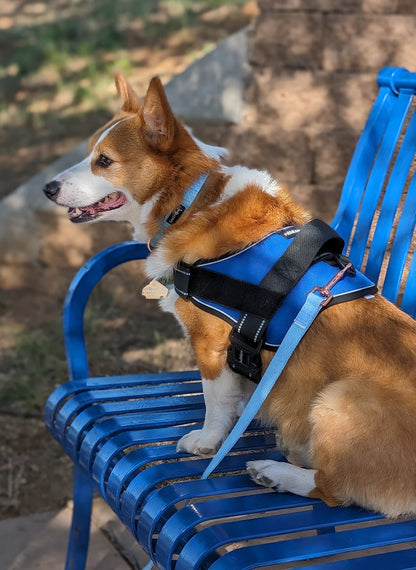 Easy Walk Dog Harness with One Easy-Fit Buckle - Blue 