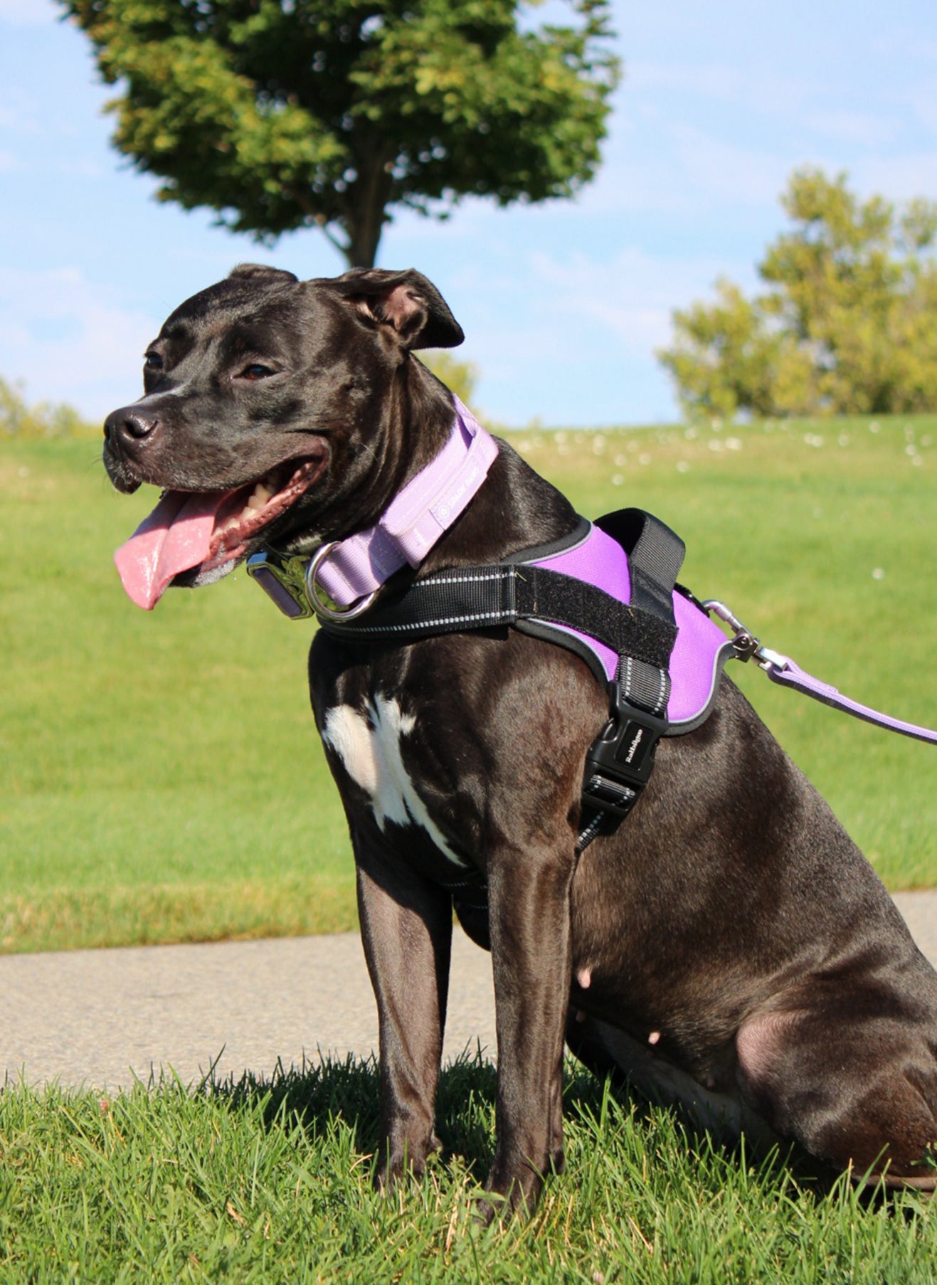 Easy Walk Dog Harness with One Easy-Fit Buckle - Purple 