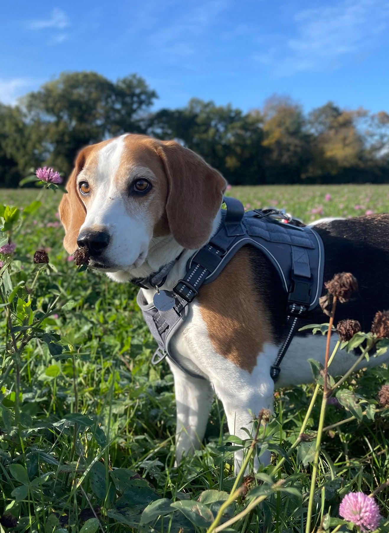 Escape Proof Tactical Dog Vest Harness - Grey 