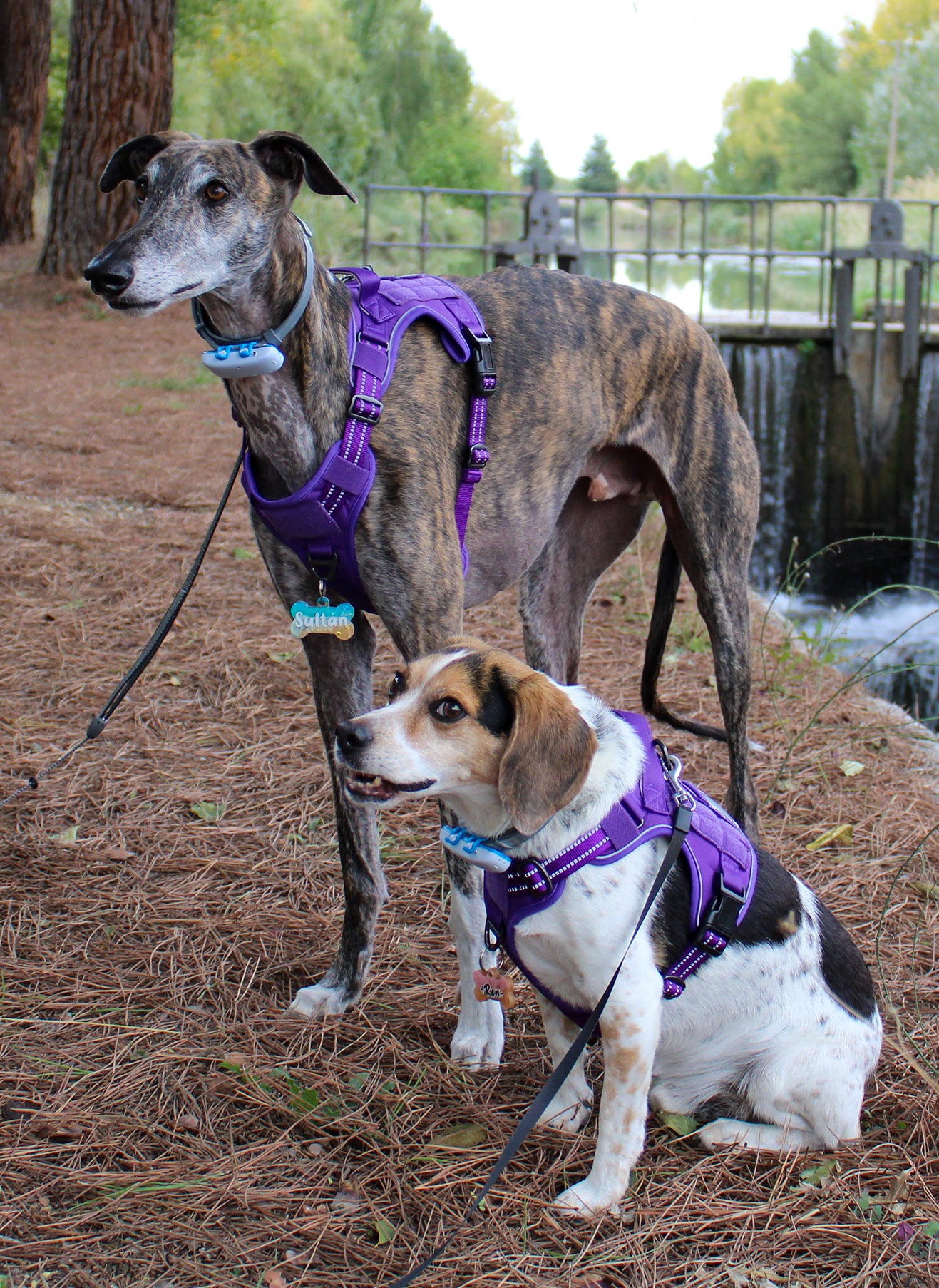 Colorful Escape Proof Tactical Dog Vest Harness - Purple 