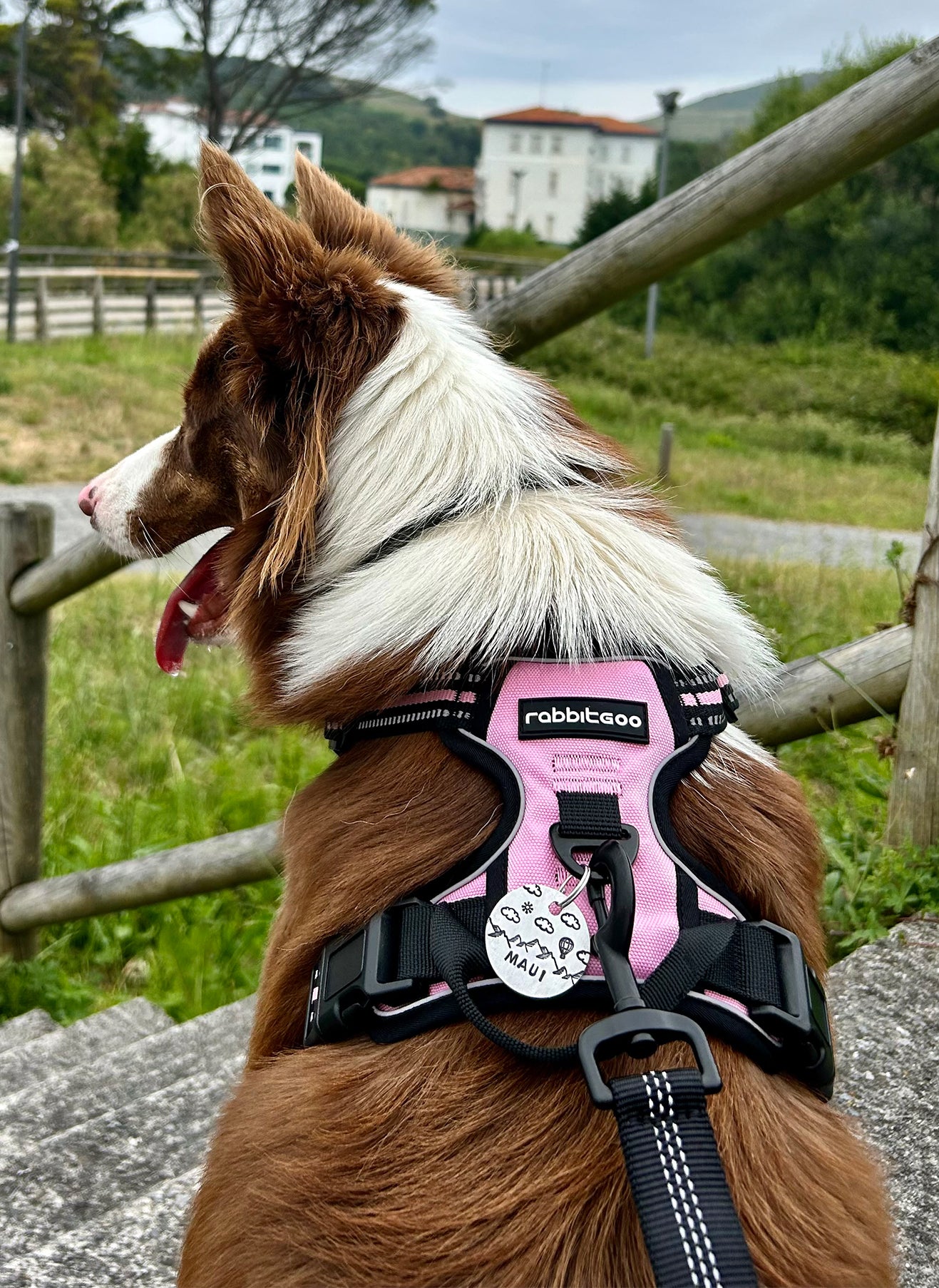 Rabbitgoo No Pull Dog Harness - Pink 