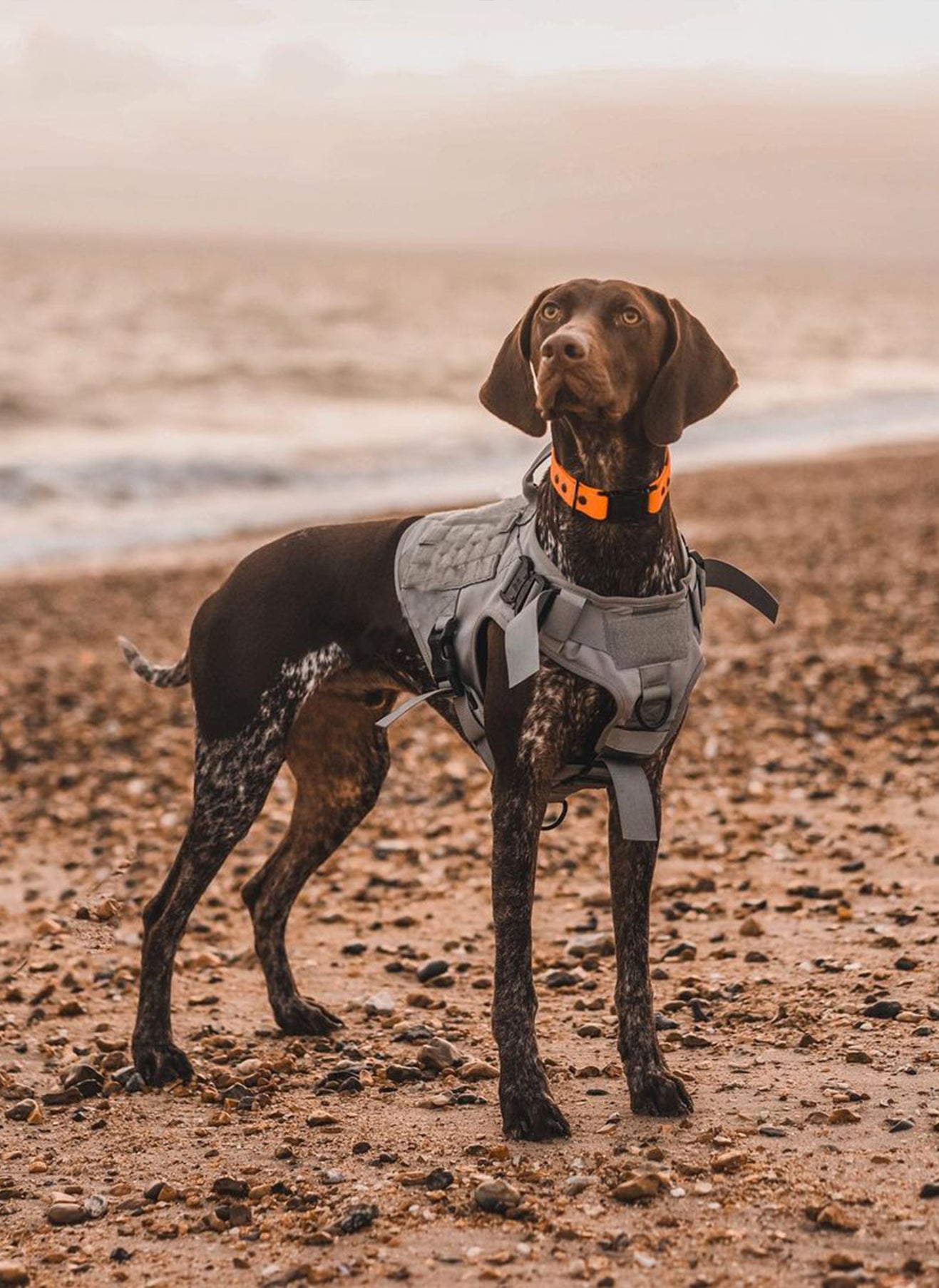 PAWTRENDER Tactical Dog Harness for Large Dogs - Grey