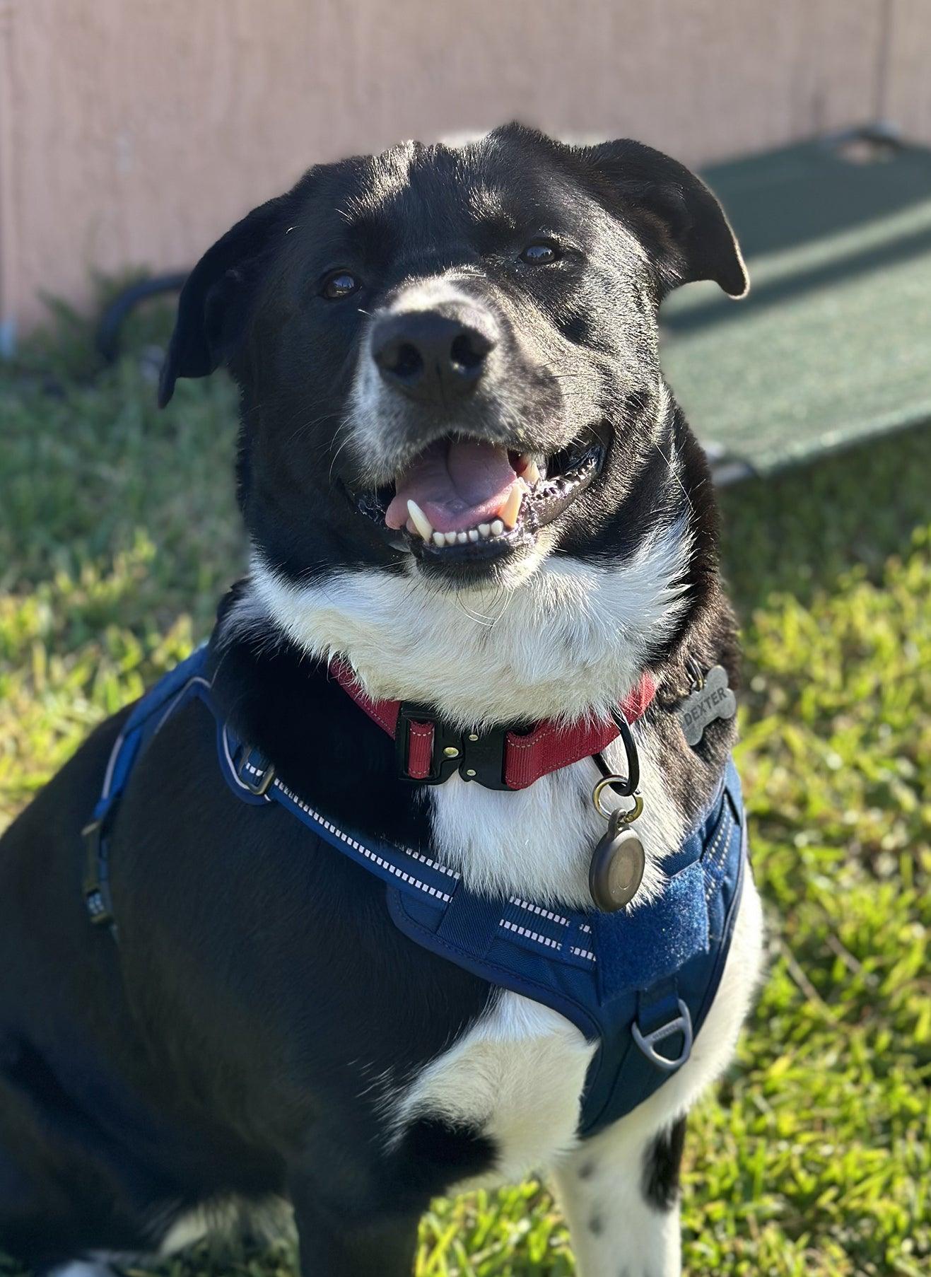 Escape Proof Tactical Dog Vest Harness - Blue 